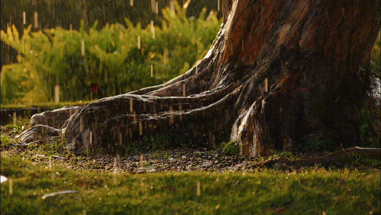 790_11.gif